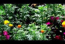 Low Cost & Low Maintenance Flower Garden