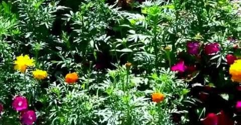 Low Cost & Low Maintenance Flower Garden