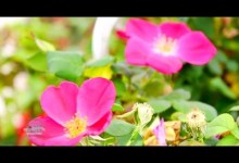 Basic Gardening Tips For Beginners – 32 Tutorial Videos Compilation