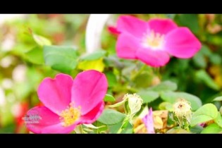 Basic Gardening Tips For Beginners – 32 Tutorial Videos Compilation