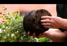 How to Plant Flowers | Lawn & Garden Care