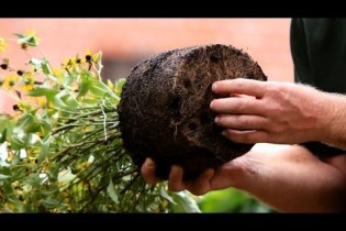 How to Plant Flowers | Lawn & Garden Care