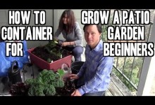 How to Grow an Easy Patio Apartment Container Garden for Beginners