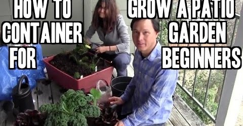 How to Grow an Easy Patio Apartment Container Garden for Beginners