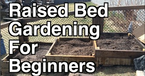 Raised Bed Gardening For Beginners. Site Selection, Organic Soil and Mulch