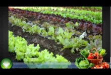 Vegetable Gardening for Beginners – Some Basic Tips