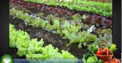 Vegetable Gardening for Beginners – Some Basic Tips