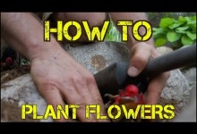 How to Plant FLOWERS the EZ Way – Landscaping and Gardening Tips