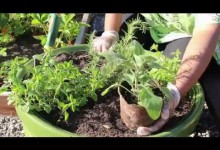 Planting an Herb Garden for Beginners