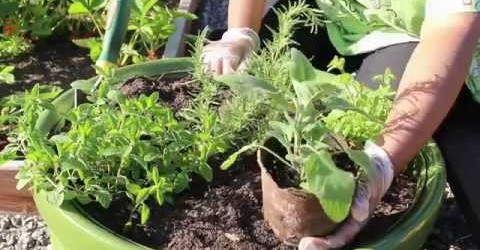 Planting an Herb Garden for Beginners