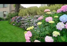 Enhance the Beauty of Your Home with a Flower Garden