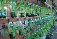 bottle gardening ideas