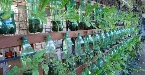 bottle gardening ideas