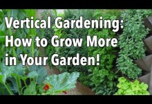 Vertical Gardening – Simple Ideas for a Vertical Vegetable Garden