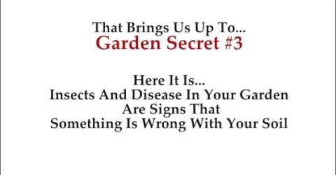 gardening tips.organic gardening.square foot gardening.gardening for dummies.indoor gardening