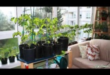 Indoor Gardens for Small Apartments | Suspended and Container Gardening