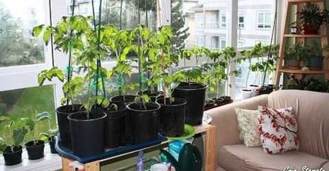 Indoor Gardens for Small Apartments | Suspended and Container Gardening