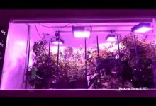 The Ultimate LED Grow Light Indoor Garden