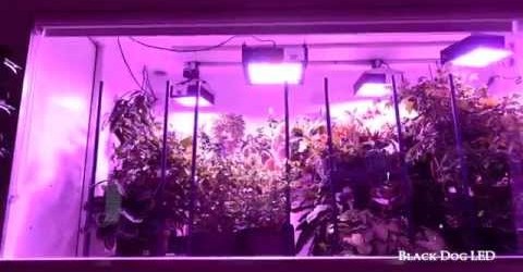 The Ultimate LED Grow Light Indoor Garden