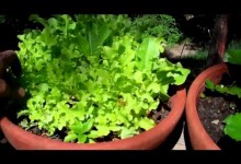 Indoor Vegetable Garden Tips – Pot your Indoor Vegetable Garden