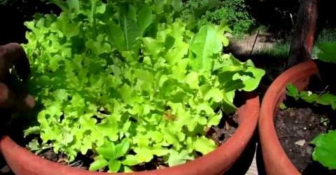 Indoor Vegetable Garden Tips – Pot your Indoor Vegetable Garden