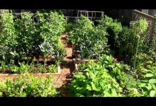 How to Grow a lot of Food in a Small Garden – 9 EZ tips