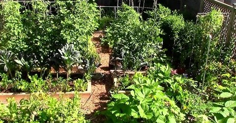 How to Grow a lot of Food in a Small Garden – 9 EZ tips