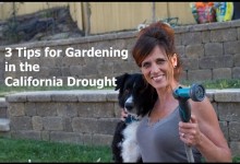 Three Tips for Gardening in the California Drought