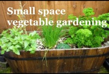 Small space vegetable gardening – A series about maximizing your space effectively