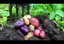 Bountiful Harvest in the Organic Vegetable Garden