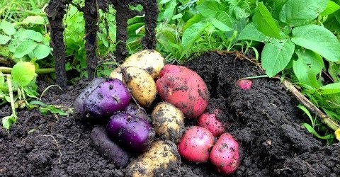 Bountiful Harvest in the Organic Vegetable Garden