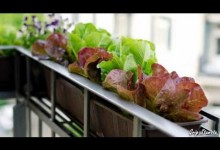 Balcony Vegetable Garden Ideas for Apartments