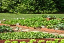 Vegetable Garden Design Ideas | Backyard Vegetable Garden Design Ideas