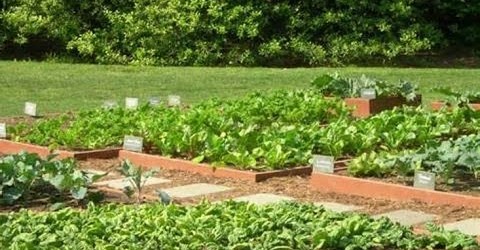 Vegetable Garden Design Ideas | Backyard Vegetable Garden Design Ideas