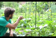 Organic Gardening basics – How to garden tips and tricks – WWNGD # 4