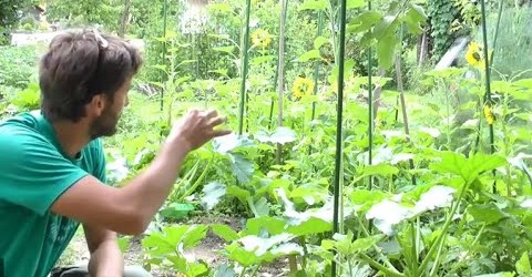 Organic Gardening basics – How to garden tips and tricks – WWNGD # 4