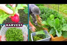 Container Garden Harvest & Update #2 vegetable gardening plant raw food