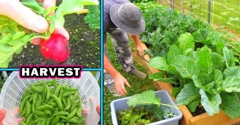 Container Garden Harvest & Update #2 vegetable gardening plant raw food