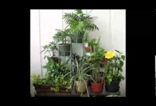 Indoor Garden Ideas