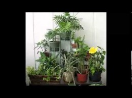 Indoor Garden Ideas