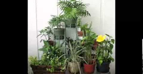 Indoor Garden Ideas