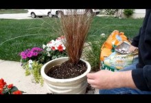 Container Gardening Idea | Fun With Flowers