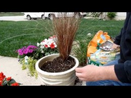 Container Gardening Idea | Fun With Flowers