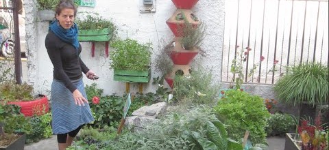 Experiments in small space gardening in Mexico City