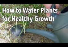 Watering Your Vegetable Garden: How to Water Plants for Healthier Growth