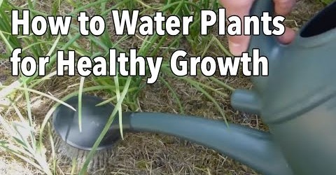 Watering Your Vegetable Garden: How to Water Plants for Healthier Growth