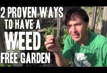 2 Proven Ways to Have a Weed Free Vegetable Garden