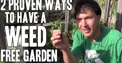 2 Proven Ways to Have a Weed Free Vegetable Garden