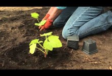 5 Tips For Gardening In Zone 7  | Troy-Bilt®