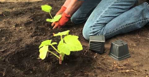 5 Tips For Gardening In Zone 7  | Troy-Bilt®